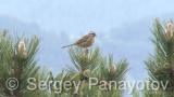 Video of Rock Bunting
